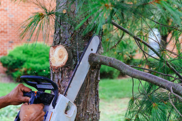 Best Tree Branch Trimming  in Trumann, AR